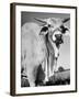 Osrigo Manso, National Champion Brahmin Bull-Cornell Capa-Framed Photographic Print