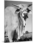 Osrigo Manso, National Champion Brahmin Bull-Cornell Capa-Mounted Photographic Print