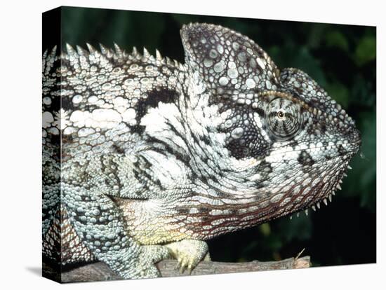 Ostelet's Chameleon, Native to Madagascar-David Northcott-Stretched Canvas