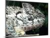 Ostelet's Chameleon, Native to Madagascar-David Northcott-Mounted Photographic Print