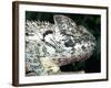 Ostelet's Chameleon, Native to Madagascar-David Northcott-Framed Photographic Print