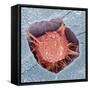 Osteoblast Bone Cell, SEM-Steve Gschmeissner-Framed Stretched Canvas