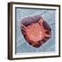 Osteoblast Bone Cell, SEM-Steve Gschmeissner-Framed Premium Photographic Print