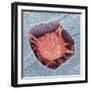 Osteoblast Bone Cell, SEM-Steve Gschmeissner-Framed Premium Photographic Print