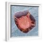 Osteoblast Bone Cell, SEM-Steve Gschmeissner-Framed Premium Photographic Print