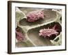 Osteoclasts In Bone Lacunae, SEM-Steve Gschmeissner-Framed Photographic Print