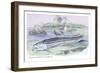 Osteoflossum Arowana-Robert Hermann Schomburgk-Framed Art Print