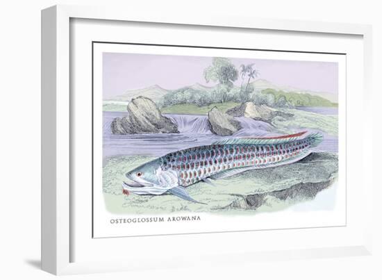 Osteoflossum Arowana-Robert Hermann Schomburgk-Framed Art Print