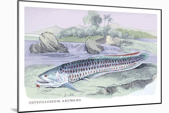 Osteoflossum Arowana-Robert Hermann Schomburgk-Mounted Art Print