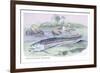 Osteoflossum Arowana-Robert Hermann Schomburgk-Framed Premium Giclee Print