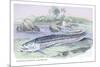 Osteoflossum Arowana-Robert Hermann Schomburgk-Mounted Premium Giclee Print