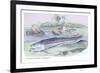 Osteoflossum Arowana-Robert Hermann Schomburgk-Framed Art Print