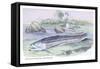 Osteoflossum Arowana-Robert Hermann Schomburgk-Framed Stretched Canvas