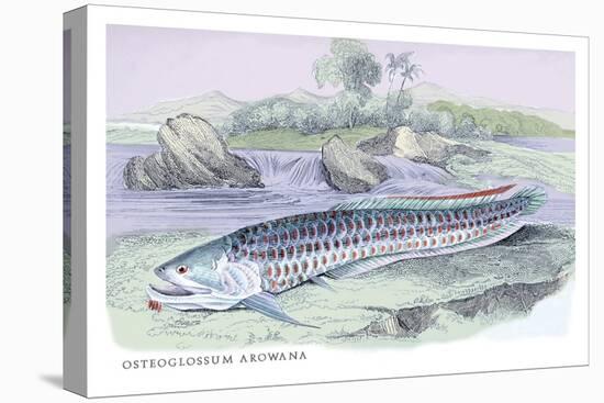 Osteoflossum Arowana-Robert Hermann Schomburgk-Stretched Canvas