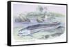 Osteoflossum Arowana-Robert Hermann Schomburgk-Framed Stretched Canvas