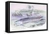 Osteoflossum Arowana-Robert Hermann Schomburgk-Framed Stretched Canvas