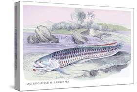 Osteoflossum Arowana-Robert Hermann Schomburgk-Stretched Canvas