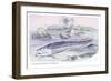 Osteoflossum Arowana-Robert Hermann Schomburgk-Framed Art Print