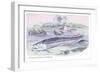 Osteoflossum Arowana-Robert Hermann Schomburgk-Framed Art Print