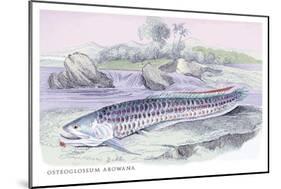 Osteoflossum Arowana-Robert Hermann Schomburgk-Mounted Art Print