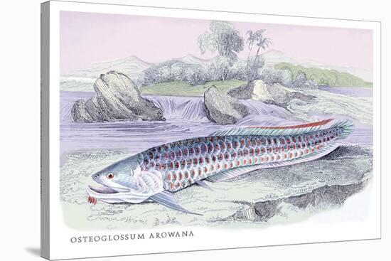 Osteoflossum Arowana-Robert Hermann Schomburgk-Stretched Canvas