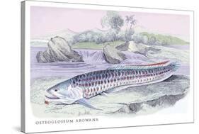 Osteoflossum Arowana-Robert Hermann Schomburgk-Stretched Canvas