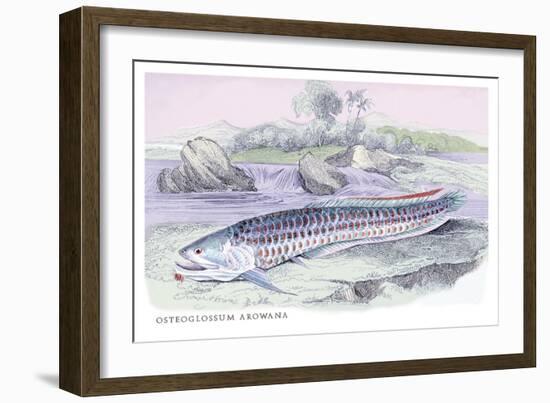 Osteoflossum Arowana-Robert Hermann Schomburgk-Framed Premium Giclee Print