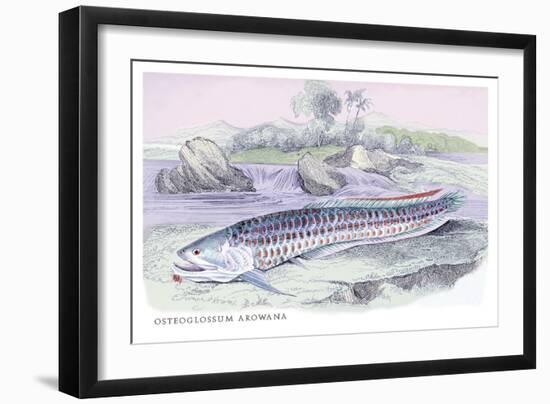 Osteoflossum Arowana-Robert Hermann Schomburgk-Framed Premium Giclee Print