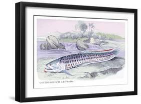 Osteoflossum Arowana-Robert Hermann Schomburgk-Framed Premium Giclee Print