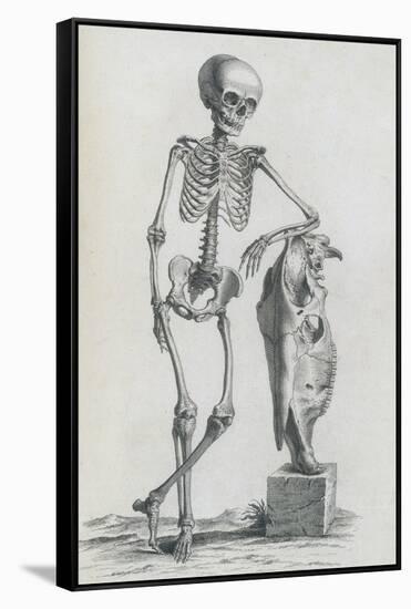 Osteographia, 1733-Science Source-Framed Stretched Canvas