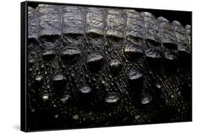 Osteolaemus Tetraspis (Dwarf Crocodile) - Scales-Paul Starosta-Framed Stretched Canvas