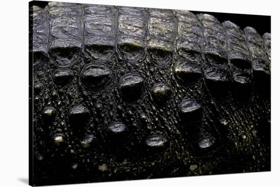 Osteolaemus Tetraspis (Dwarf Crocodile) - Scales-Paul Starosta-Stretched Canvas