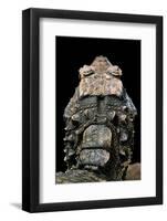 Osteolaemus Tetraspis (Dwarf Crocodile) - Scales-Paul Starosta-Framed Photographic Print