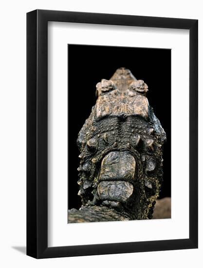 Osteolaemus Tetraspis (Dwarf Crocodile) - Scales-Paul Starosta-Framed Photographic Print
