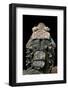 Osteolaemus Tetraspis (Dwarf Crocodile) - Scales-Paul Starosta-Framed Photographic Print