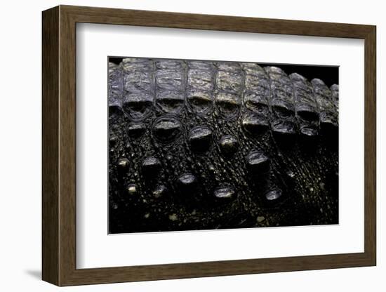 Osteolaemus Tetraspis (Dwarf Crocodile) - Scales-Paul Starosta-Framed Photographic Print