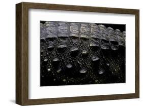 Osteolaemus Tetraspis (Dwarf Crocodile) - Scales-Paul Starosta-Framed Photographic Print