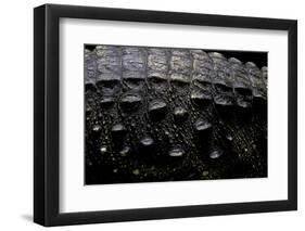 Osteolaemus Tetraspis (Dwarf Crocodile) - Scales-Paul Starosta-Framed Photographic Print