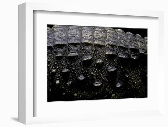 Osteolaemus Tetraspis (Dwarf Crocodile) - Scales-Paul Starosta-Framed Photographic Print