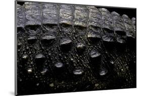 Osteolaemus Tetraspis (Dwarf Crocodile) - Scales-Paul Starosta-Mounted Photographic Print