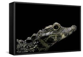 Osteolaemus Tetraspis (Dwarf Crocodile)-Paul Starosta-Framed Stretched Canvas