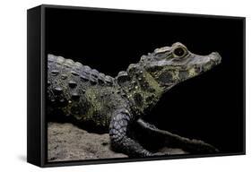 Osteolaemus Tetraspis (Dwarf Crocodile)-Paul Starosta-Framed Stretched Canvas