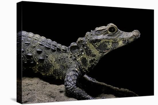 Osteolaemus Tetraspis (Dwarf Crocodile)-Paul Starosta-Stretched Canvas