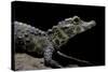 Osteolaemus Tetraspis (Dwarf Crocodile)-Paul Starosta-Stretched Canvas