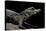 Osteolaemus Tetraspis (Dwarf Crocodile)-Paul Starosta-Stretched Canvas