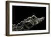 Osteolaemus Tetraspis (Dwarf Crocodile)-Paul Starosta-Framed Photographic Print
