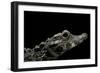 Osteolaemus Tetraspis (Dwarf Crocodile)-Paul Starosta-Framed Photographic Print