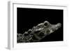 Osteolaemus Tetraspis (Dwarf Crocodile)-Paul Starosta-Framed Photographic Print