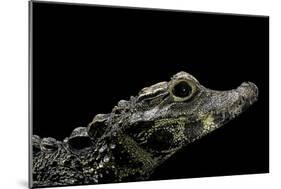 Osteolaemus Tetraspis (Dwarf Crocodile)-Paul Starosta-Mounted Photographic Print