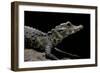 Osteolaemus Tetraspis (Dwarf Crocodile)-Paul Starosta-Framed Photographic Print